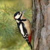 Strakapoud velky - Dendrocopos major - Great Spotted Woodpecker 7666